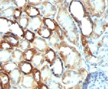 Mitochondria Marker Antibody [MTC754]
