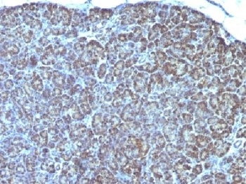 Mitochondria Marker Antibody [MTC754]