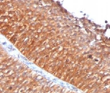 Mitochondrial Antibody [MTC719]