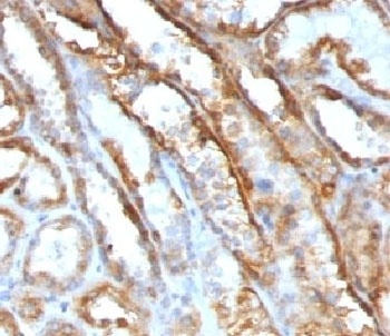 Mitochondrial Antibody [MTC719]