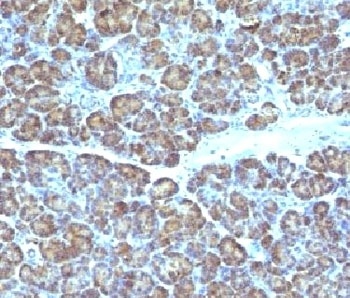 Mitochondrial Antibody [MTC719]