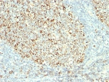 Mitochondria Antibody [MTC02]
