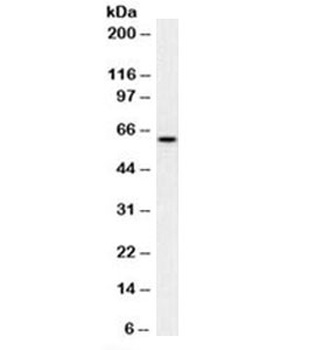 Mitochondria Antibody [MTC02]