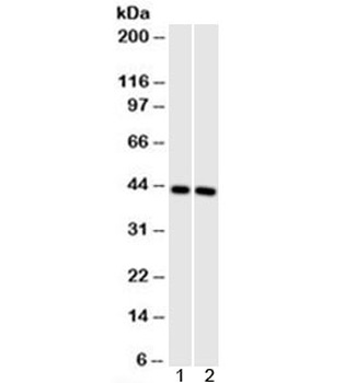 ACTA1 Antibody