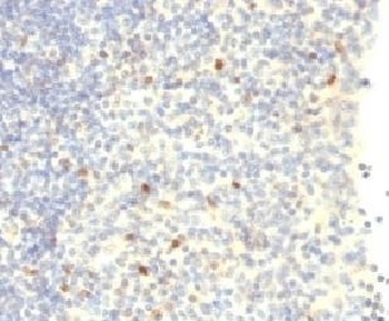 FOXP3 Antibody