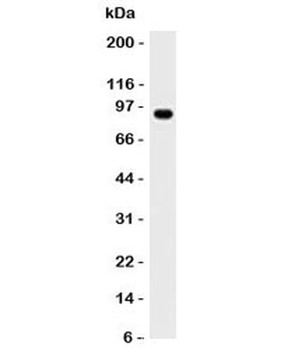 MALT1 Antibody