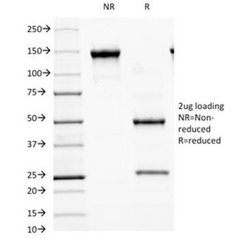 MALT1 Antibody