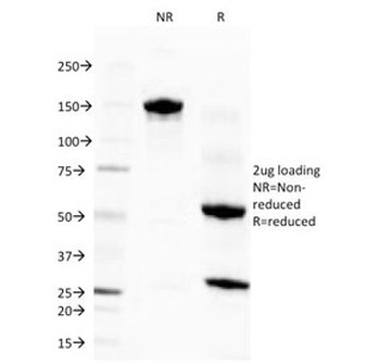 EPX Antibody