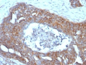 Estrogen Inducible Protein pS2 Antibody [GE2]