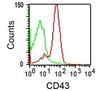 SPN Antibody