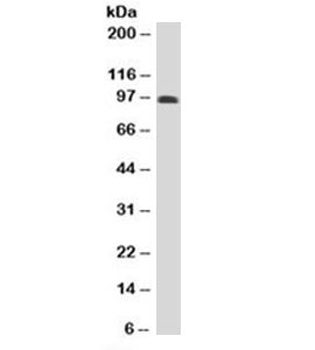 SPN Antibody