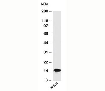 SUMO 2/3 Antibody [SM23/496]