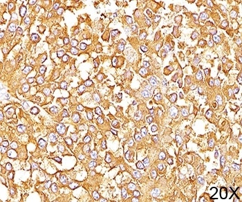 gp100 Antibody [HMB45]