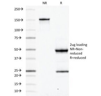 PTPRC Antibody