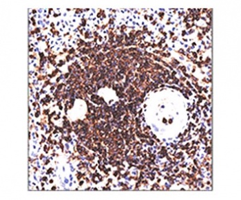 CD45RA Antibody [158-4D3]