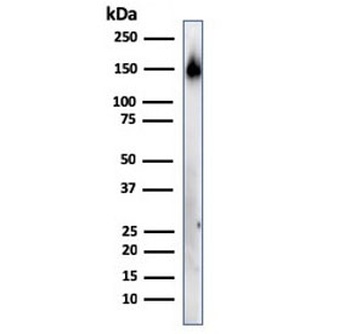 CD45RA Antibody [158-4D3]