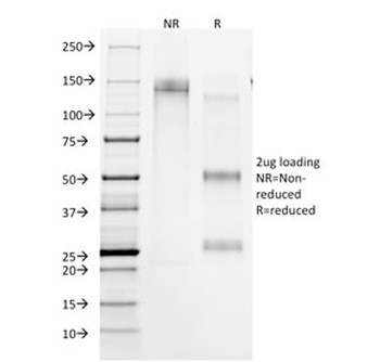 CD45RA Antibody [158-4D3]