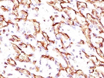 PODXL Antibody