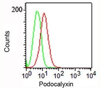 PODXL Antibody