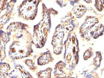 PODXL Antibody