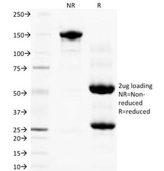 PGF Antibody