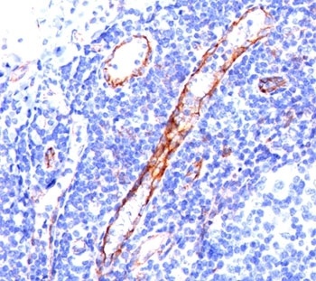 PECAM1 Antibody