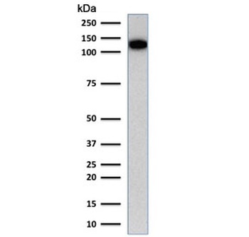 PECAM1 Antibody