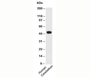 PAX6 Antibody