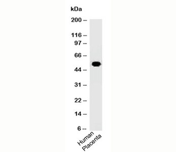 ODC1 Antibody