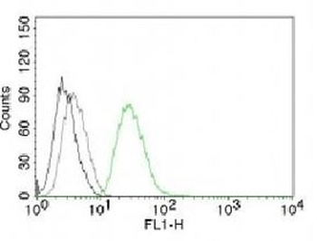 ODC1 Antibody