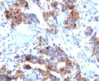 MUC5AC Antibody