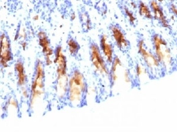 MUC5AC Antibody