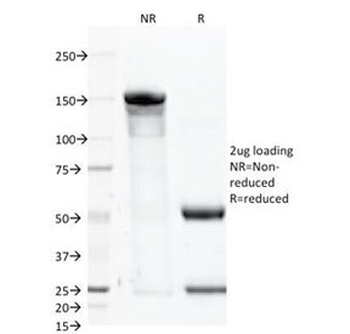 CD46 Antibody