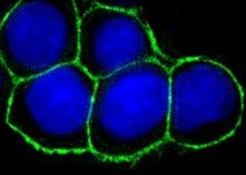 EPCAM Antibody