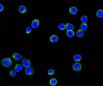 IGL Antibody