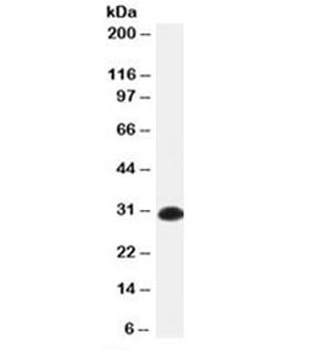 IGKC Antibody