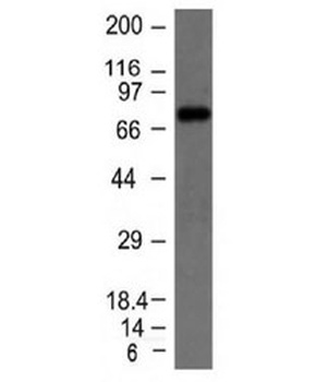 IgM Heavy Chain Antibody [IM373]