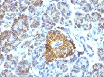 HSPD1 Antibody