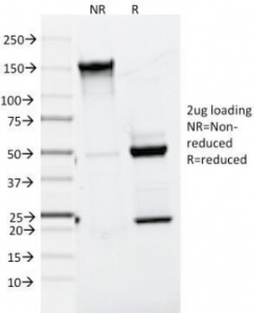MLANA Antibody