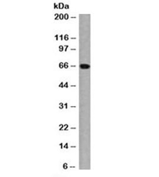ESR1 Antibody