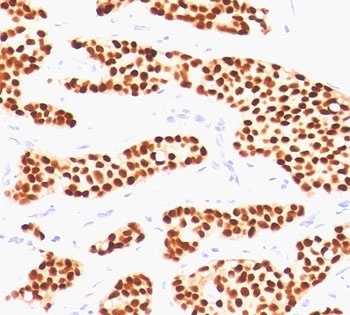 ESR1 Antibody