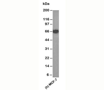 ESR1 Antibody