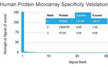 ERBB2 Antibody