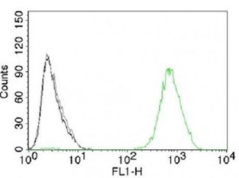 EGF R Antibody