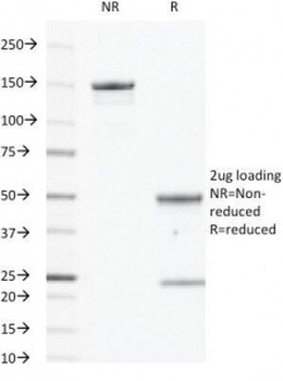 EGF R Antibody