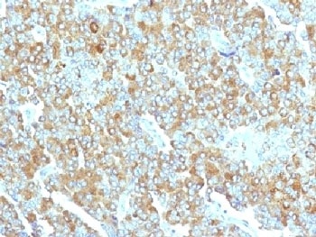 CHGA Antibody