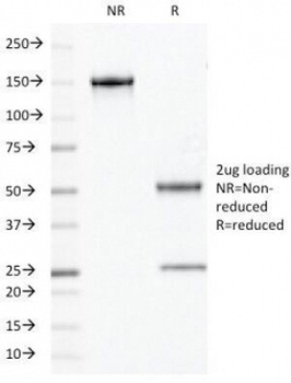 CHGA Antibody