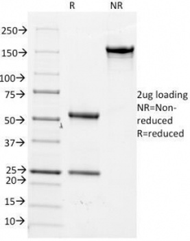 Cdc20 Antibody [AR12]