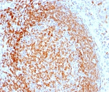 CD74 Antibody