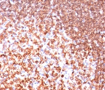 CD74 Antibody